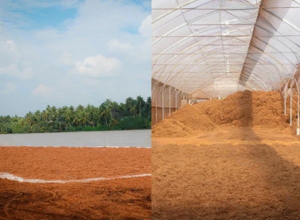 cocopeat is made to exposure of direct sun to dry